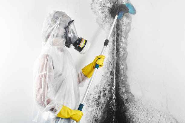 Best Comprehensive Air Testing for Mold Contaminants  in Urbancrest, OH